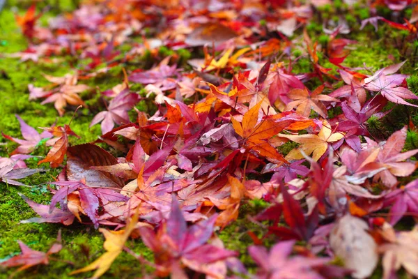 Japanese maple leaves on a  green area.soft focus.