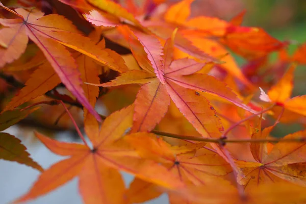 Folhas Bordo Japonesas Uma Área Verde Soft Foco — Fotografia de Stock