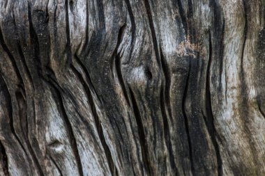 Eski ağaçlar genişletilmiş fotoğraf ayrıntılarını gösterir yakın çekim detayları.