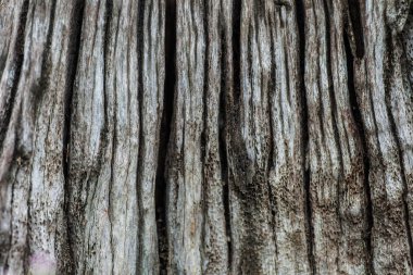 Eski ağaçlar genişletilmiş fotoğraf ayrıntılarını gösterir yakın çekim detayları.