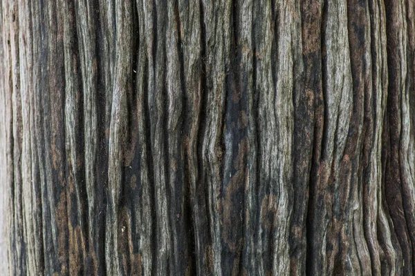 Dettagli Old Trees Fotografia Estesa Mostra Vicino Dettagli — Foto Stock