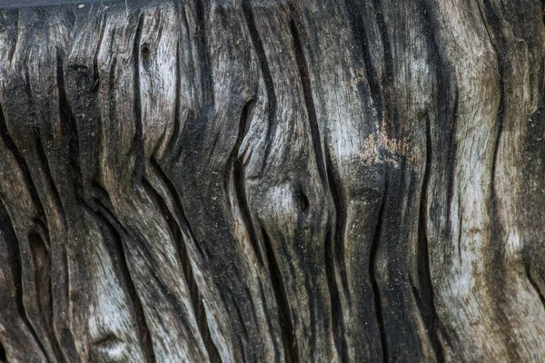 Details Alter Bäume Erweiterte Fotografie Zeigt Detailaufnahmen Aus Der Nähe — Stockfoto