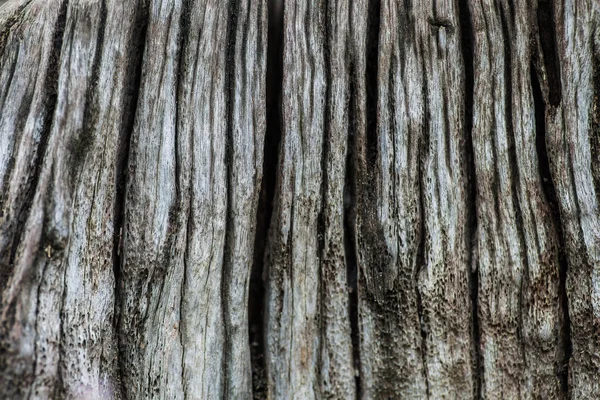 Details Alter Bäume Erweiterte Fotografie Zeigt Detailaufnahmen Aus Der Nähe — Stockfoto