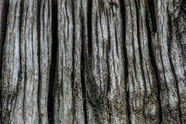 Détails Des Arbres Anciens Photographie Étendue Montre Des Détails Gros — Photo