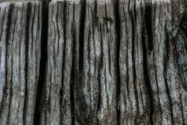 Detalhes Árvores Antigas Fotografia Estendida Mostra Detalhes Close — Fotografia de Stock