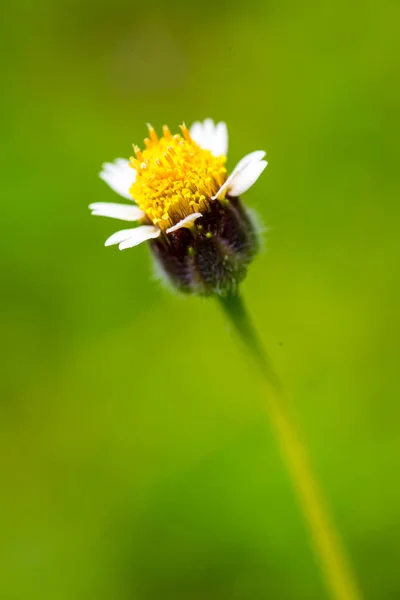 Botones Escudo Flor Jardín Tailandia — Foto de Stock