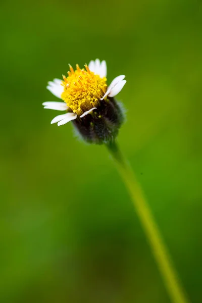 Botões Casaco Flor Jardim Tailândia — Fotografia de Stock