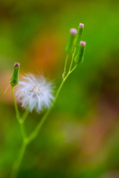 Jas Knoppen Bloem Tuin Van Thailand — Stockfoto