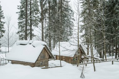Çam ormanı, ağaç gövdeleri yazlık önünde şiddetli kar yağışı. Avusturya'da yüksek dağlar