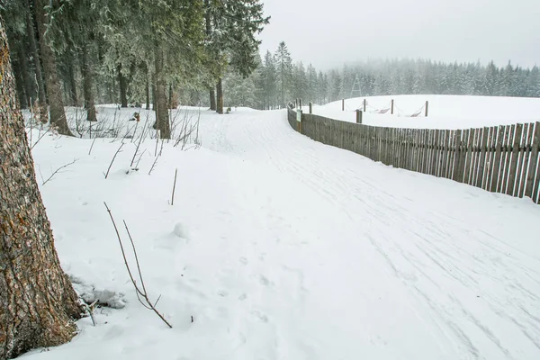 Neige Épaisse Dans Forêt Pins Troncs Arbres Devant Chalet Haute — Photo