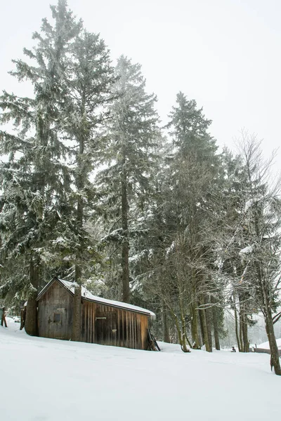 Neve Pesada Floresta Pinheiros Troncos Árvores Frente Casa Campo Altas — Fotografia de Stock