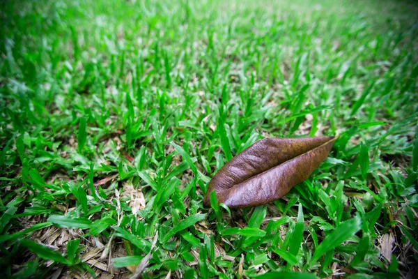 Hojas Secas Sobre Hierba Verde — Foto de Stock