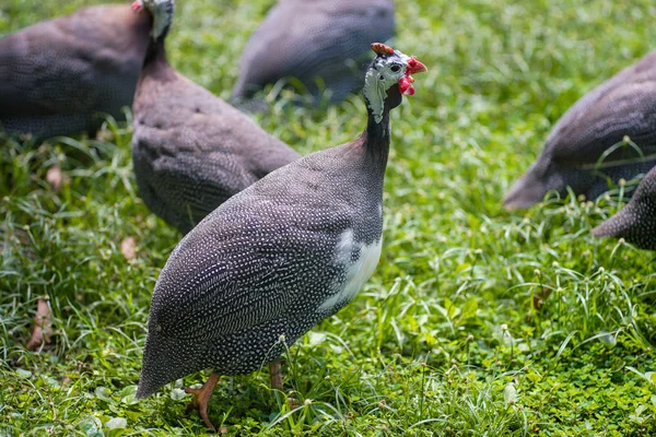 Açık havada yeşil çimenlerin üzerinde yürüyen bir sürü Gine fowl olduğunu.