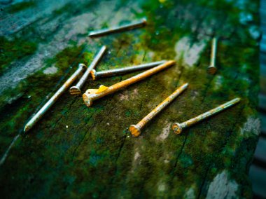 Eski çivi paslı yeşil yosun ile eski ahşap zemin üzerinde yatıyordu. Ahşap zemin, sodt odak üzerinde ile nem.