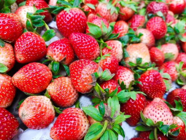 Red Strawberry Stosy Koszu Górach Wysokich Tajlandia — Zdjęcie stockowe