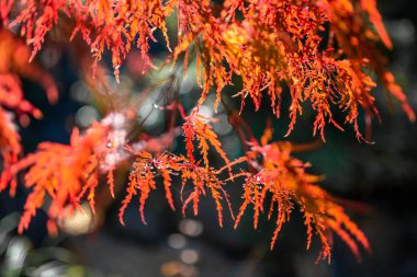 Yaprakları renk ve mavi gökyüzü değiştirin. Yamagata sonbahar renklerde. Japonya