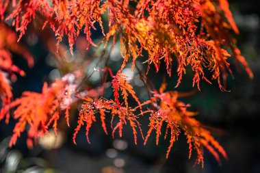 Yaprakları renk ve mavi gökyüzü değiştirin. Yamagata sonbahar renklerde. Japonya