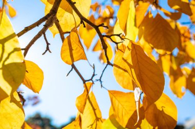 Yaprakları renk ve mavi gökyüzü değiştirin. Yamagata sonbahar renklerde. Japonya