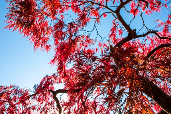 Las Hojas Cambian Color Cielo Azul Los Colores Otoño Yamagata — Foto de Stock