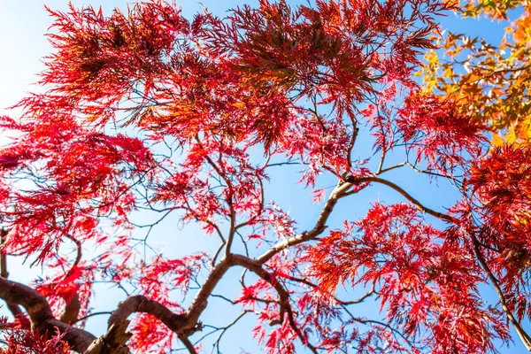 Las Hojas Cambian Color Cielo Azul Los Colores Otoño Yamagata — Foto de Stock