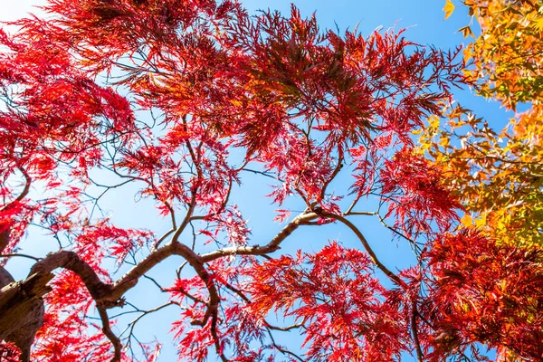 The leaves change color and blue sky. In the fall colors in Yamagata. Japan