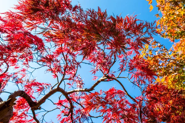 树叶变色 天空变蓝 在秋天的颜色在山形县 — 图库照片