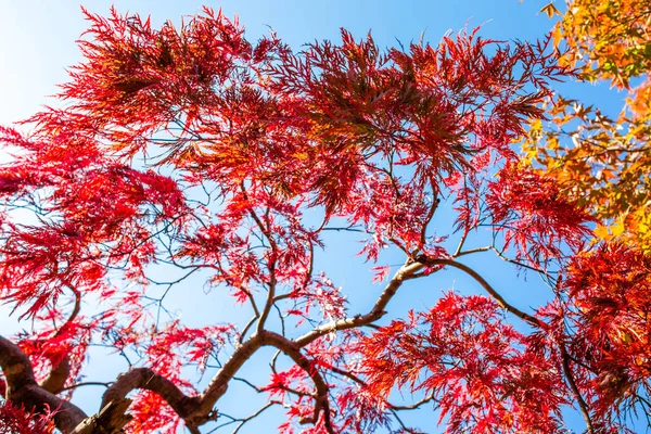 树叶变色 天空变蓝 在秋天的颜色在山形县 — 图库照片