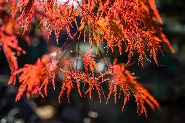 The leaves change color and blue sky. In the fall colors in Yamagata. Japan