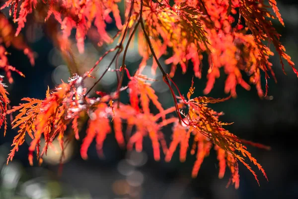 The leaves change color and blue sky. In the fall colors in Yamagata. Japan