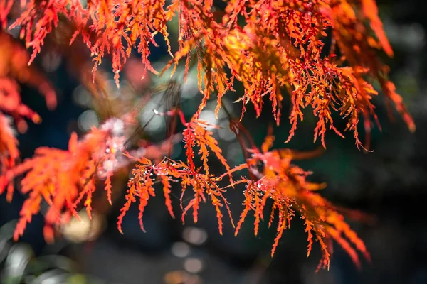 Las Hojas Cambian Color Cielo Azul Los Colores Otoño Yamagata —  Fotos de Stock