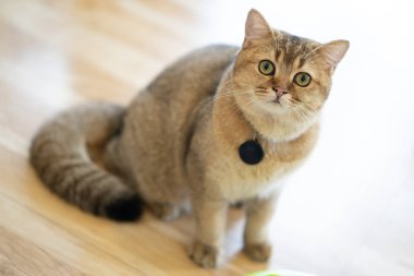 Beyaz kedi - gri - kahverengi oyun odasında, yumuşak odak