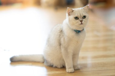 Beyaz kedi - gri - kahverengi oyun odasında, yumuşak odak