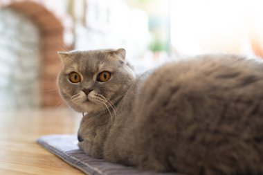 Beyaz kedi - gri - kahverengi oyun odasında, yumuşak odak