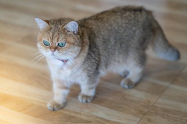 Kahverengi kedi mutlu oda katta oturuyor..