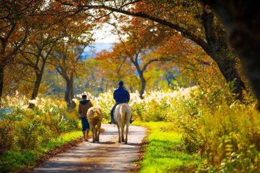 Atlılar ilerliyoruz. Yaprakları dolu. Yamagata, Japonya dağlarında.