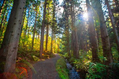 Çam ormanlarında gün ışığı Yamagata 'da sonbahar yapraklarında Japonya' da