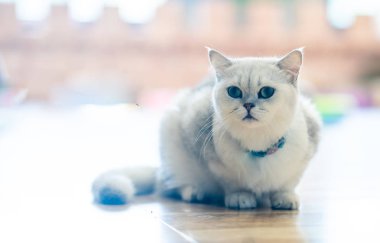 Beyaz kedi - gri - kahverengi oyun odasında, yumuşak odak