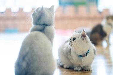 Beyaz kedi - gri - kahverengi oyun odasında, yumuşak odak