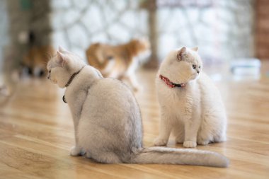 Beyaz kedi - gri - kahverengi oyun odasında, yumuşak odak