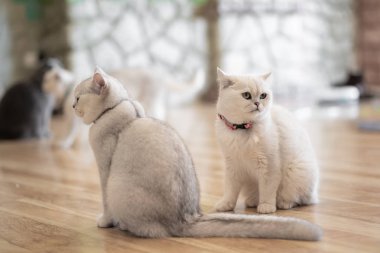 Beyaz kedi - gri - kahverengi oyun odasında, yumuşak odak