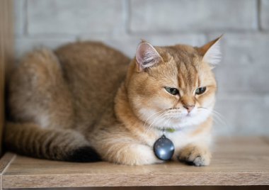 Beyaz kedi - gri - kahverengi oyun odasında, yumuşak odak