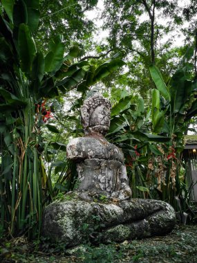 Eski Buda heykeli zarar o ağacın set. Bir retro görüntü, siyah ve beyaz retro.