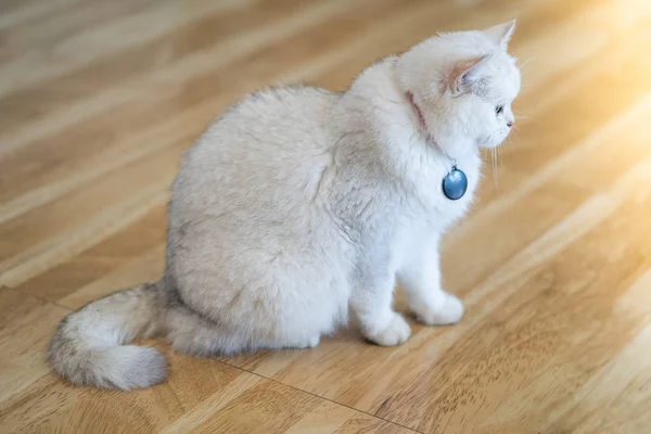 Witte Kat Grijs Bruine Spelen Kamer Soft Focus Sea — Stockfoto