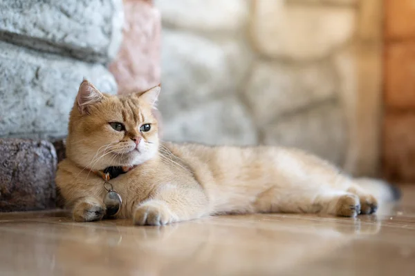 Kahverengi kedi mutlu oda katta oturuyor..