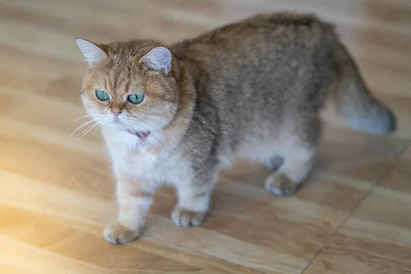 Kahverengi kedi mutlu oda katta oturuyor..