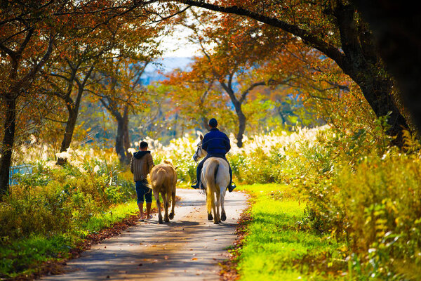 Horsemen are moving forward. Full of leaves. In the mountains of Yamagata, Japan.