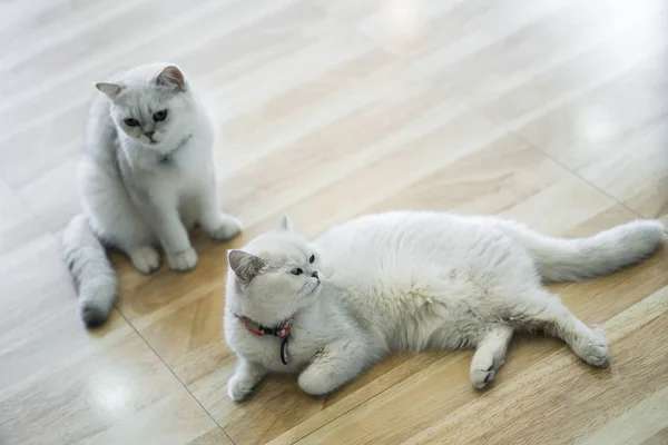 Beyaz kedi - gri - kahverengi oyun odasında, yumuşak odak