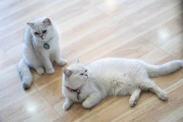 White Cat Grigio Marrone Gioca Nella Stanza Soft Focus — Foto Stock