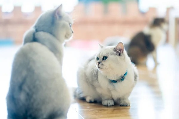 Vit Katt Grå Brun Spela Rummet Mjukt Fokus — Stockfoto