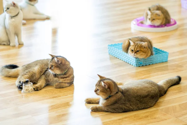 Vit Katt Grå Brun Spela Rummet Mjukt Fokus — Stockfoto